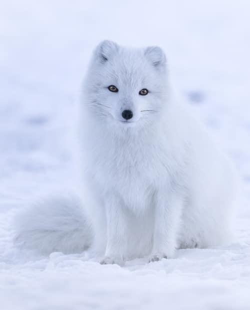 Arctic Fox reference