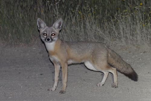 San Joaquin Kit Fox reference
