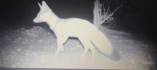 Pale Fox reference