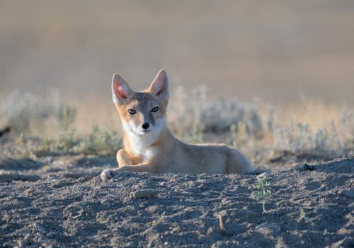 Swift Fox reference