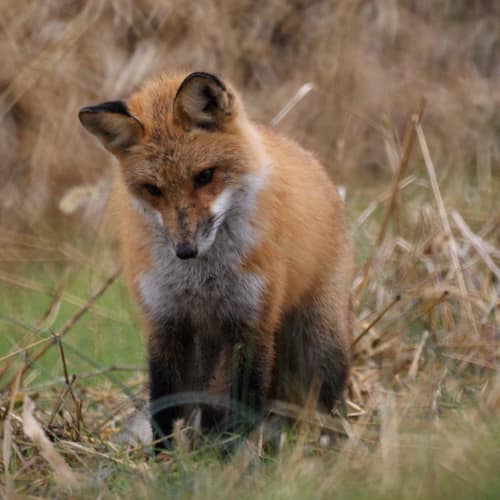 Red Fox reference