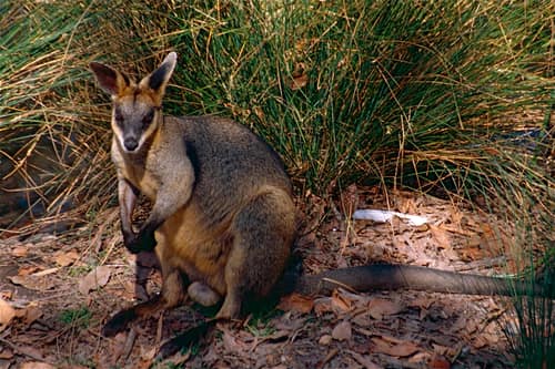 Swamp Wallaby reference
