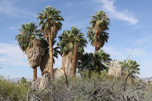 California Fan Palm reference
