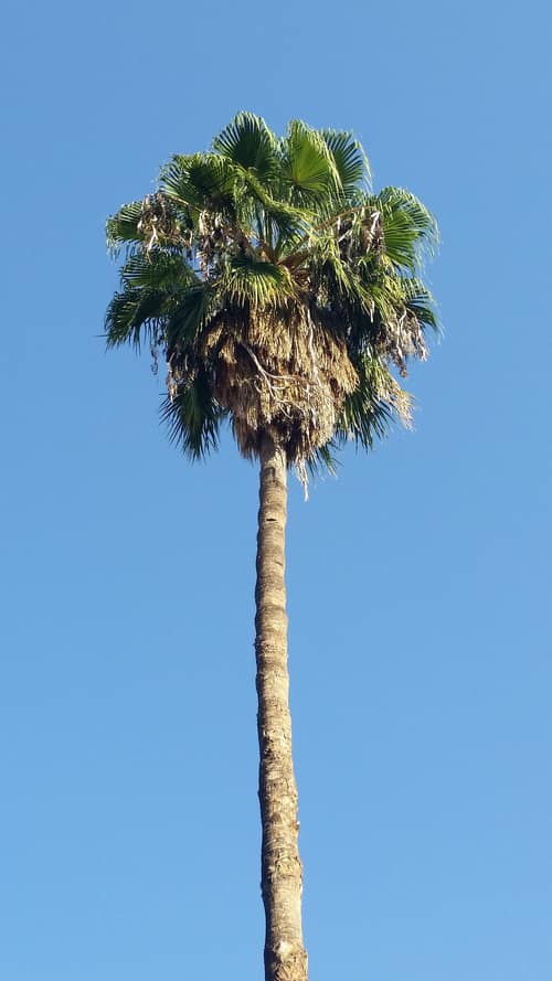 Mexican Fan Palm reference