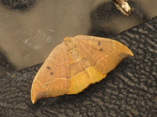 Oak Hook-tip reference