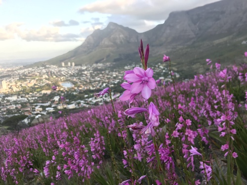 Suurknol Watsonia reference