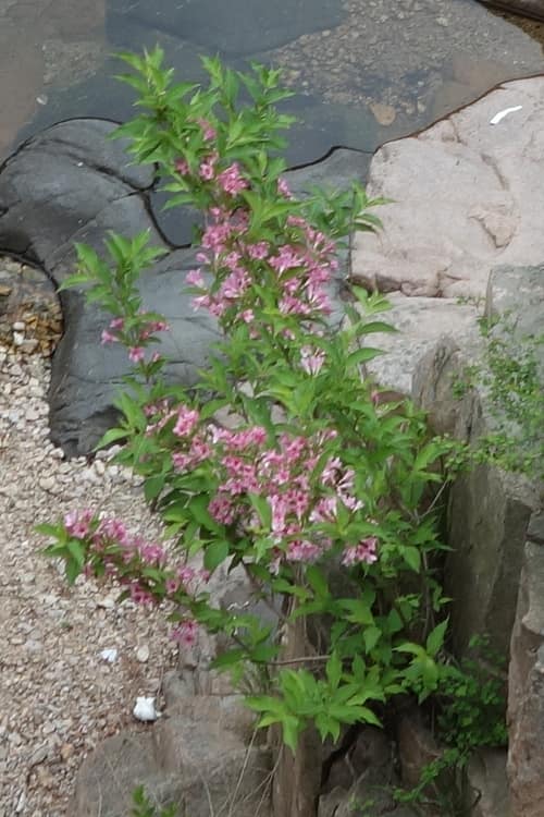 Old Fashioned Weigela reference