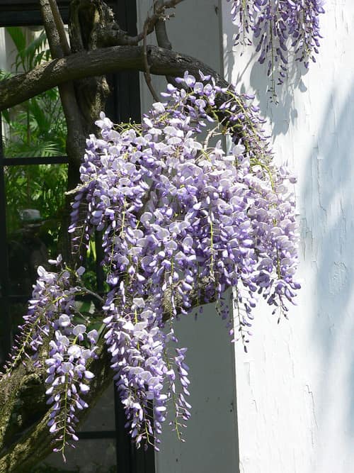 Japanese Wisteria reference