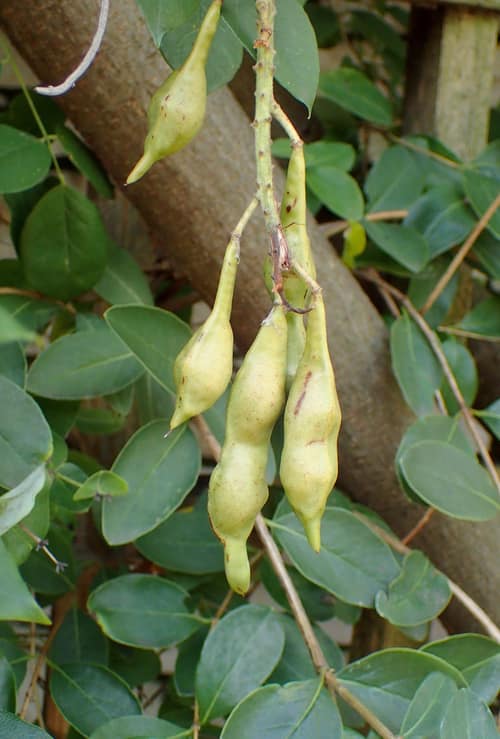 American Wisteria reference