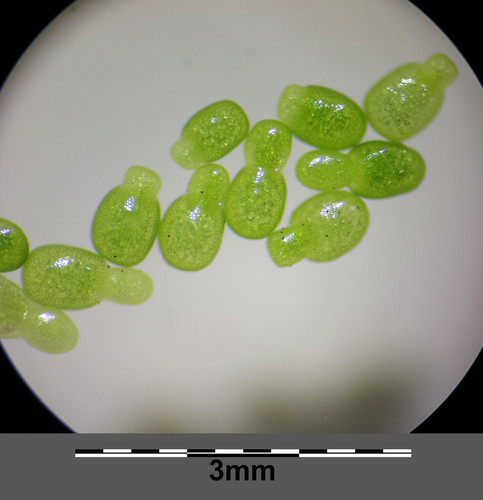 Spotless Watermeal reference