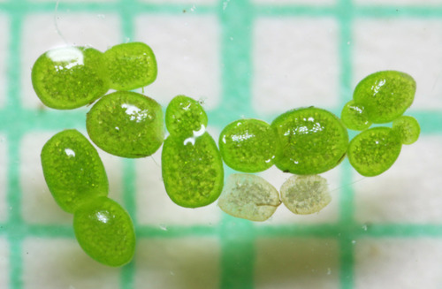 Asian Watermeal reference