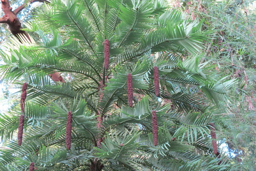 Wollemi Pine reference