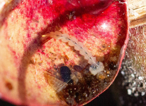 Pitcher Plant Mosquito reference