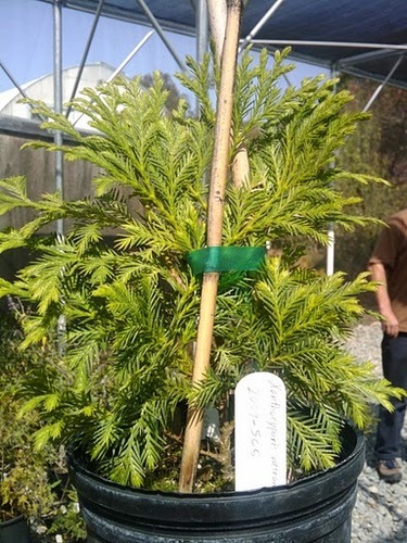 Vietnamese Golden Cypress reference