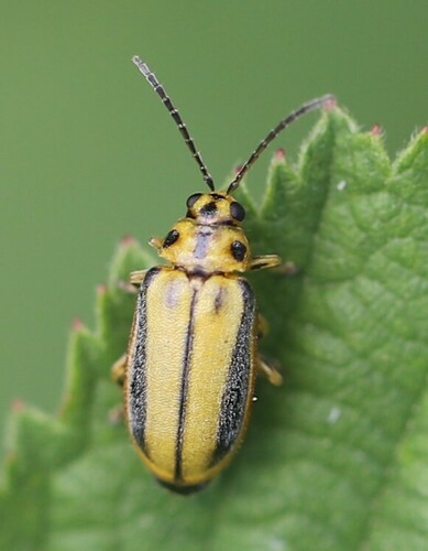 Elm Leaf Beetle reference