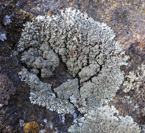 Peppered Rock-Shield Lichen reference