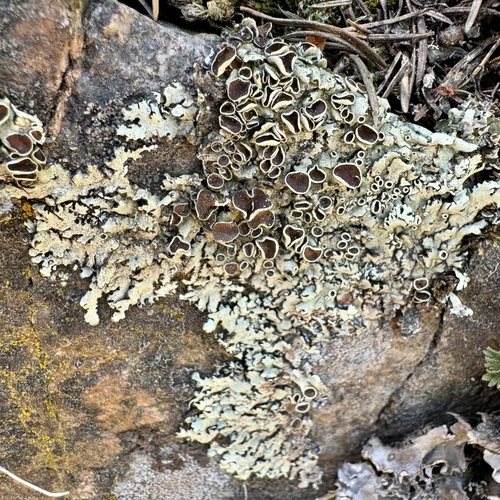 Piedmont Rock Shield reference