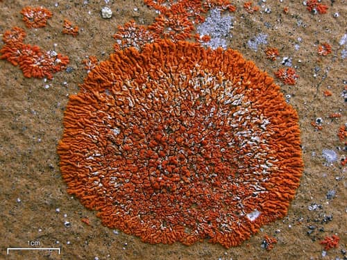 Elegant Sunburst Lichen reference