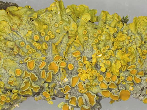 Common Orange Lichen reference