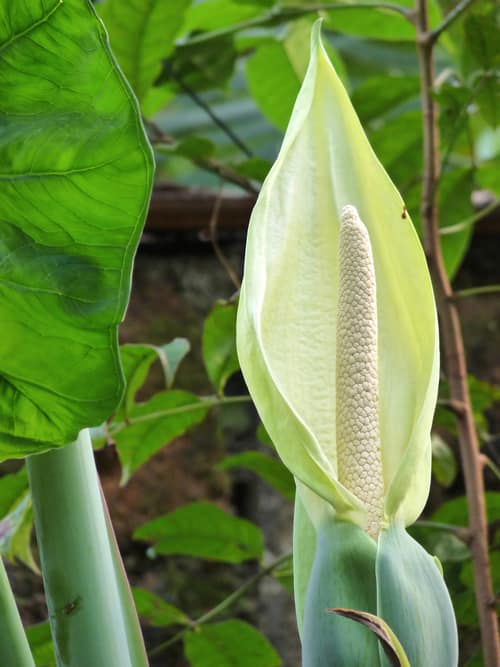 Arrowleaf Elephant Ear reference