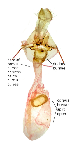 Crocus Geometer reference