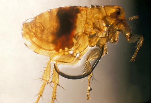 Oriental Rat Flea reference