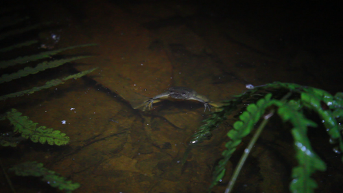 Western Clawed Frog reference