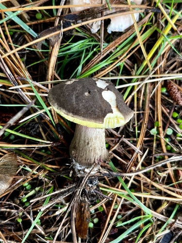 Matt Bolete reference