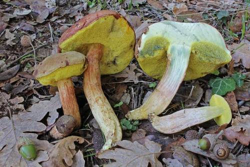 Suede Bolete reference