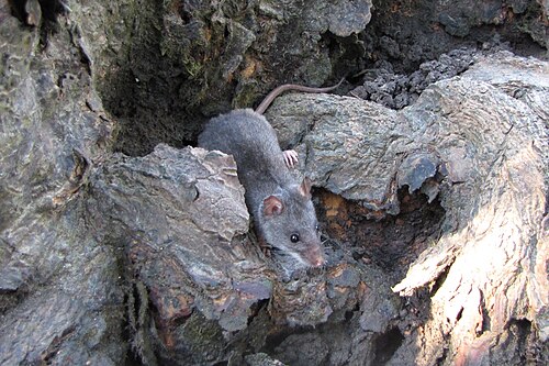 False Water Rat reference