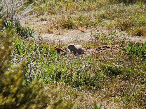 Mojave Ground Squirrel reference