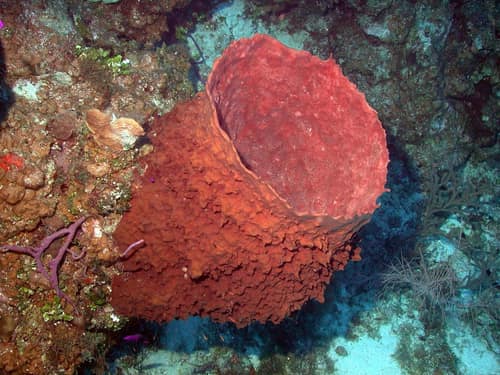 Giant Barrel Sponge reference