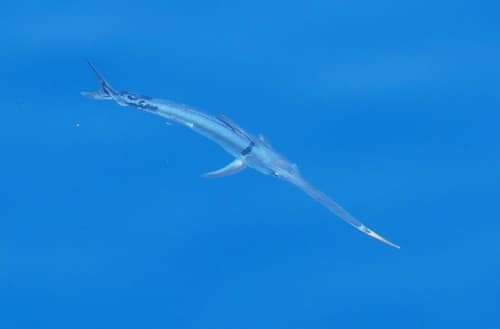 Swordfish reference