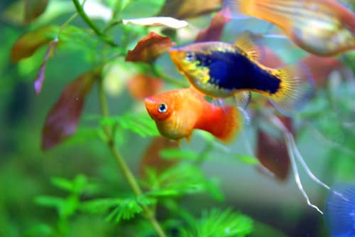 Southern Platyfish reference