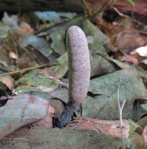 Dead Moll's Fingers reference