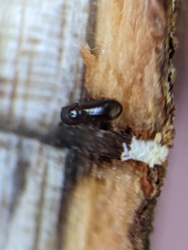 Redbay Ambrosia Beetle reference