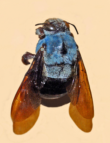 Blue Carpenter Bee reference