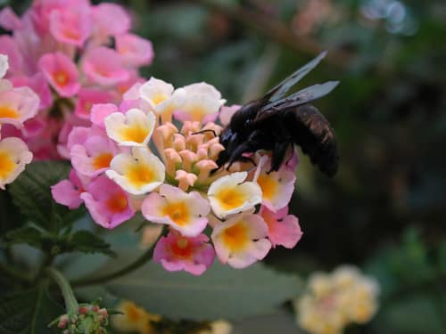 California Carpenter Bee reference