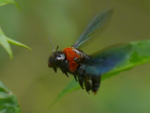 Cape Carpenter Bee reference