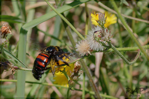Giant Carpenter Bee reference