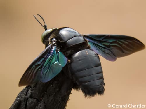 Broad-handed Carpenter Bee reference