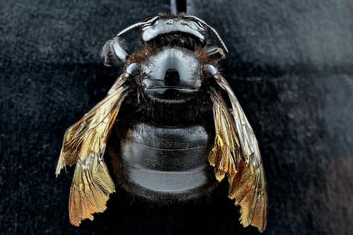 Sonoran Carpenter Bee reference