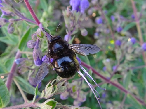 Horsefly Carpenter Bee reference