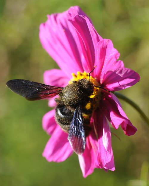 Violet Carpenter Bee reference