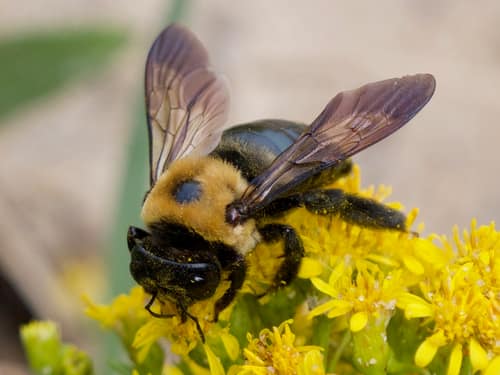 Eastern Carpenter Bee reference