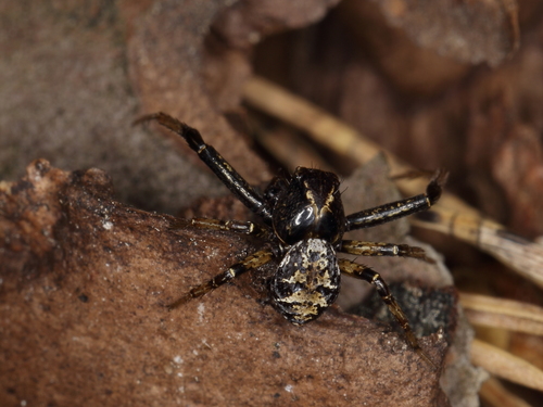 Audacious Crab Spider reference