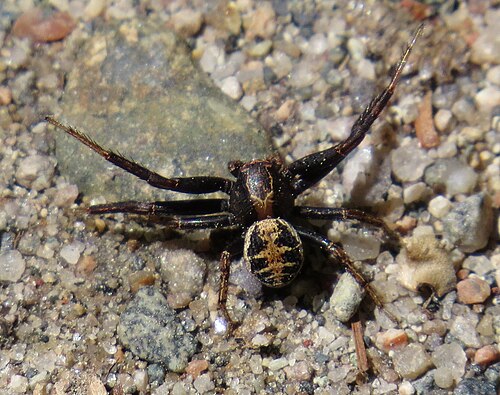 Elegant Crab Spider reference