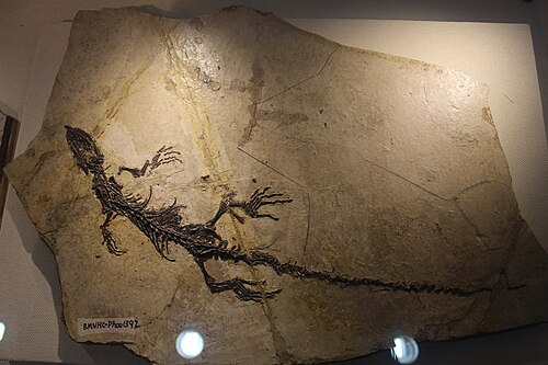 Yabeinosaurus reference