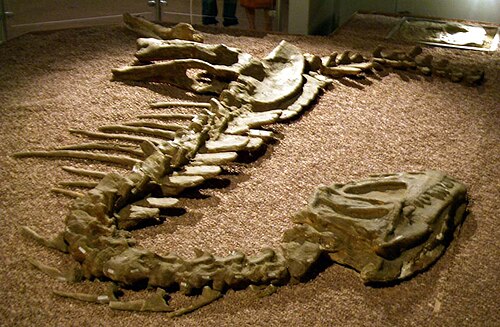 Yangchuanosaurus reference