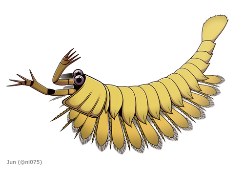 Yohoia tenuis reference